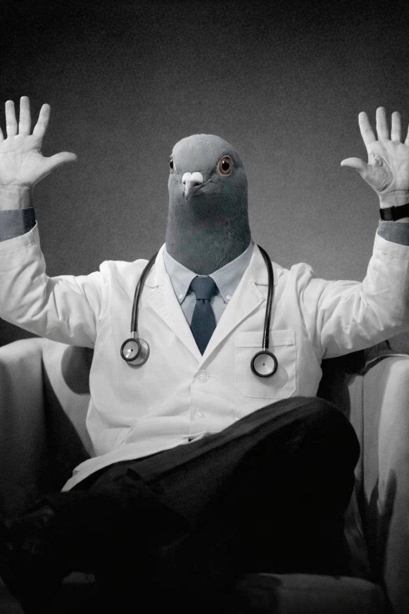 devskis_'s tweet image. gPigeonDoctor
