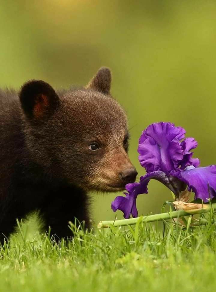 🐻 Bears Daily 🐻 tweet media