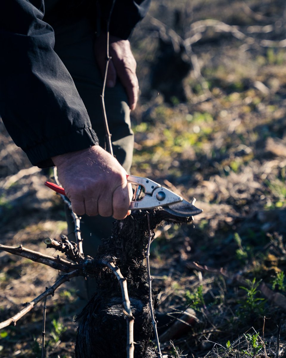 El invierno enseña a escuchar antes de volver a hablar.
Es tiempo de calma en el viñedo.

godelia.es