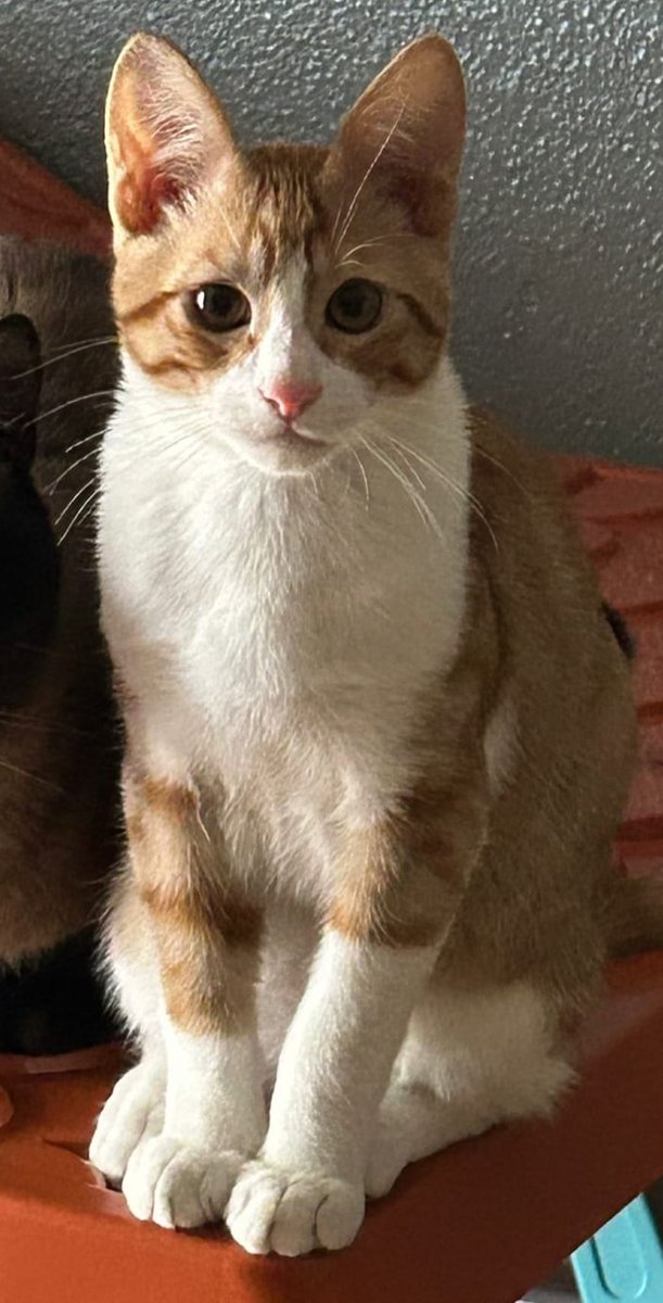 Luffy de  4 meses necesita ayuda urgentemente. Ayer sufrió una electrocución, le ha causando una necrosis  Se ha quemado la lengua, de hecho ha perdido parte de ella  y un trozo de  paladar
 se han gastado lo poco que tenian ahorrado llevandolo a urgencias.  bizum al 611194339