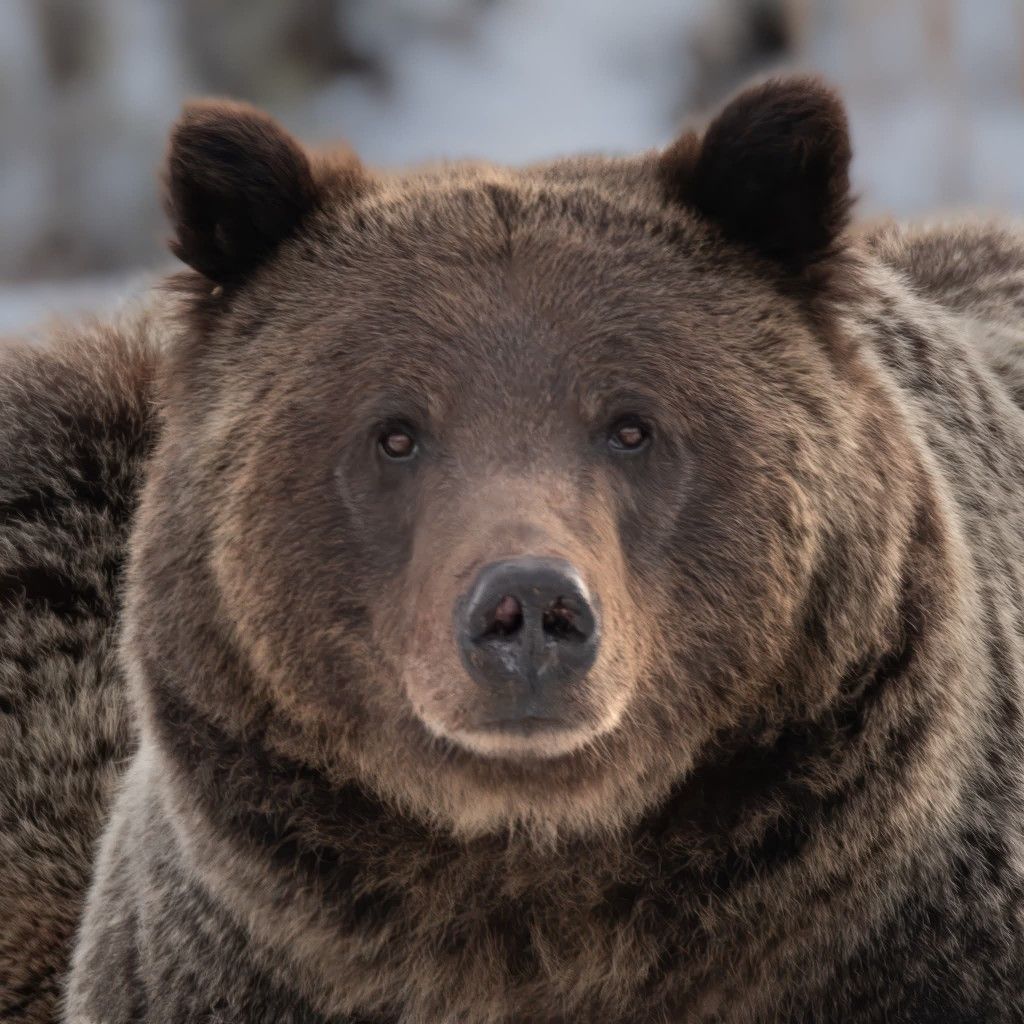 bearsdaily_'s tweet image. 