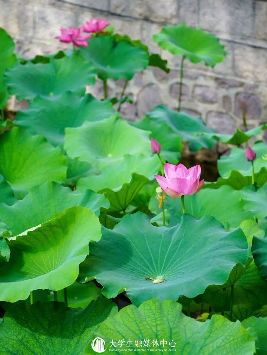 ろにー (@cxybrPRHGfVK7Dv) / Posts / X