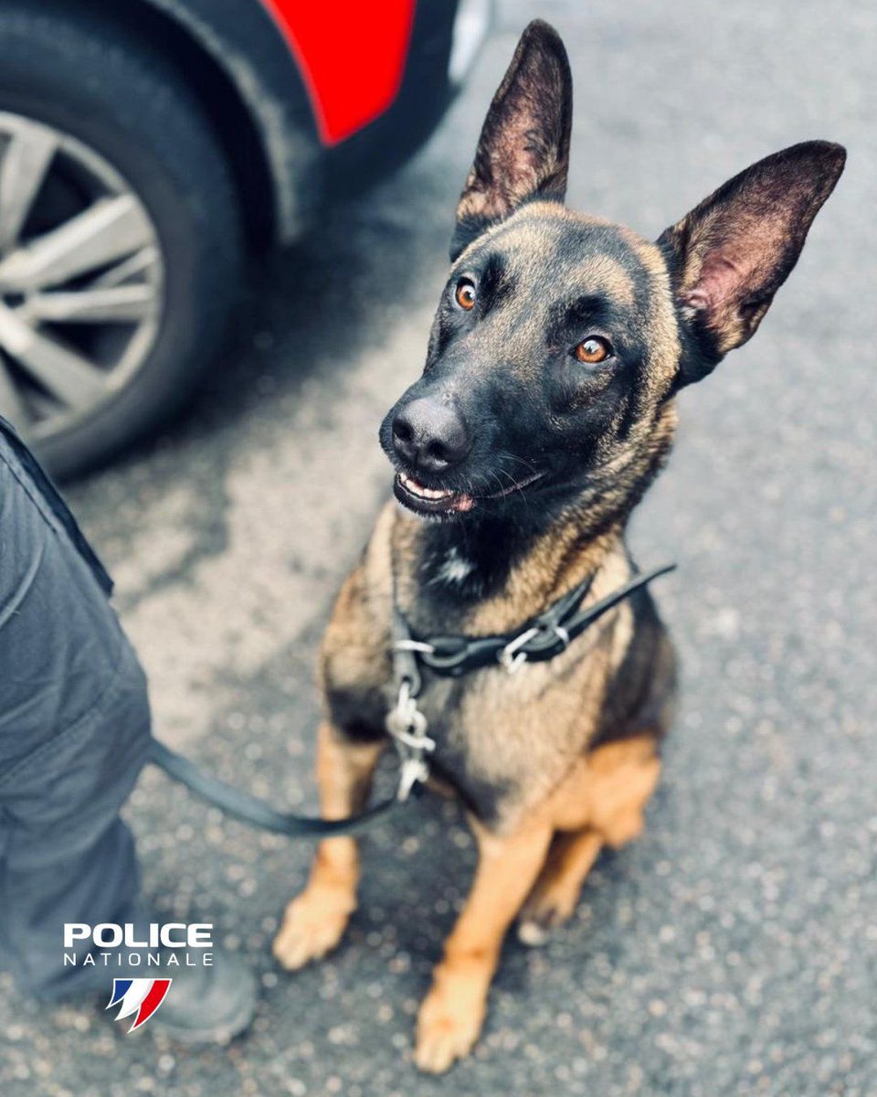PoliceNationale's tweet photo. Abandonné puis adopté, Galbi rejoint la police nationale !

Après plusieurs mois dans un refuge de la SPA à Bordeaux, Galbi, un jeune malinois, a été adopté par la la brigade canine de Nancy (54).

Formé pendant trois mois et demi avec sa maîtresse-chien, il est désormais spécialisé dans la recherche de stupéfiants, d’armes, de munitions et de billets de banque. Déjà engagé sur le terrain, Galbi a permis plusieurs découvertes d’amphétamines, de cannabis, de numéraire et de munitions.
Galbi devrait servir au sein de la Police nationale jusqu’à l’âge d’environ 9 ans, une nouvelle vie au service de la sécurité.