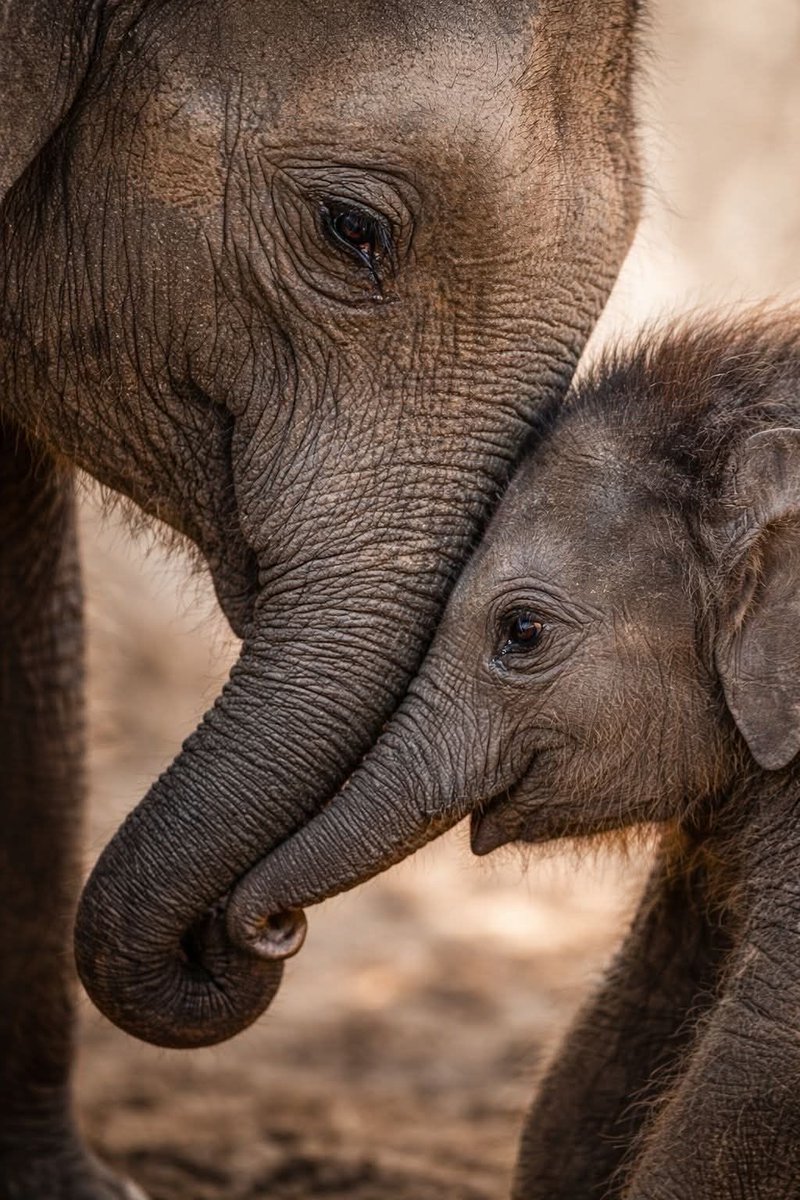 ramblingsloa's tweet image. Love is the vital core of the soul. 
And of all you see, only love is infinite ❤️

Rumi