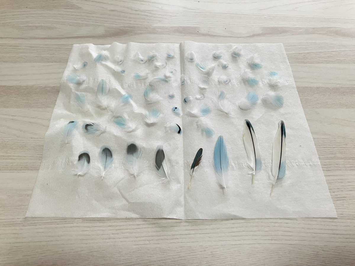 Ponpon 🐦 tweet media