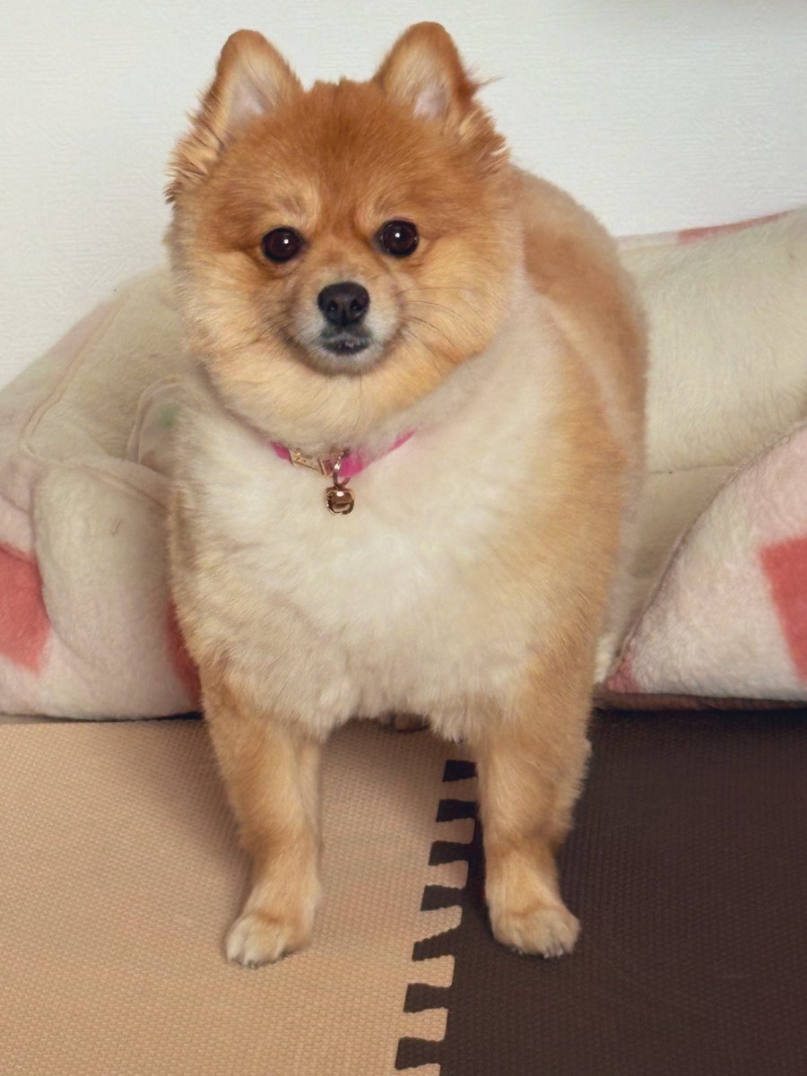 ぽんちゃん ぽんちゃん🤟・o・ (@mamepons134) / Posts / X