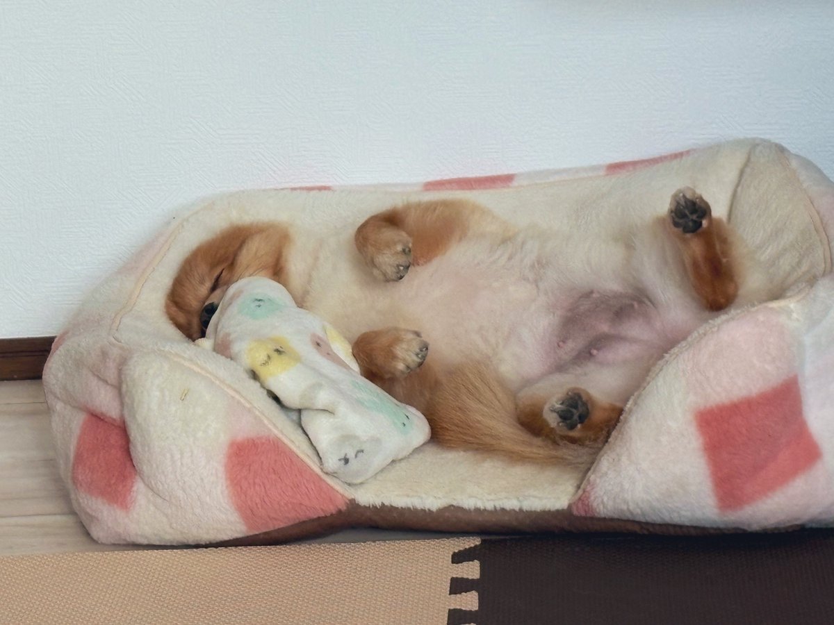 ぽんちゃん👾 (@Ponchan__tw) / Posts / X