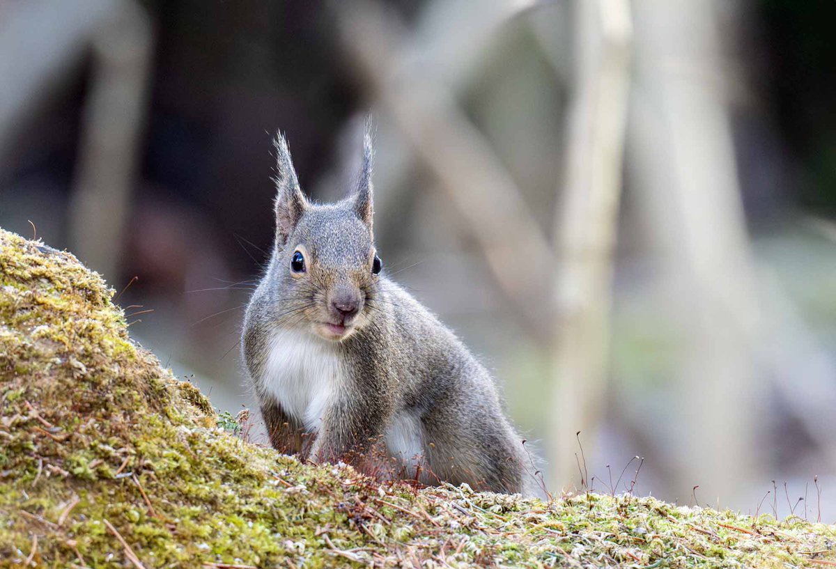 art55@リス駆動人生 (@Art55_Japan) / Posts / X