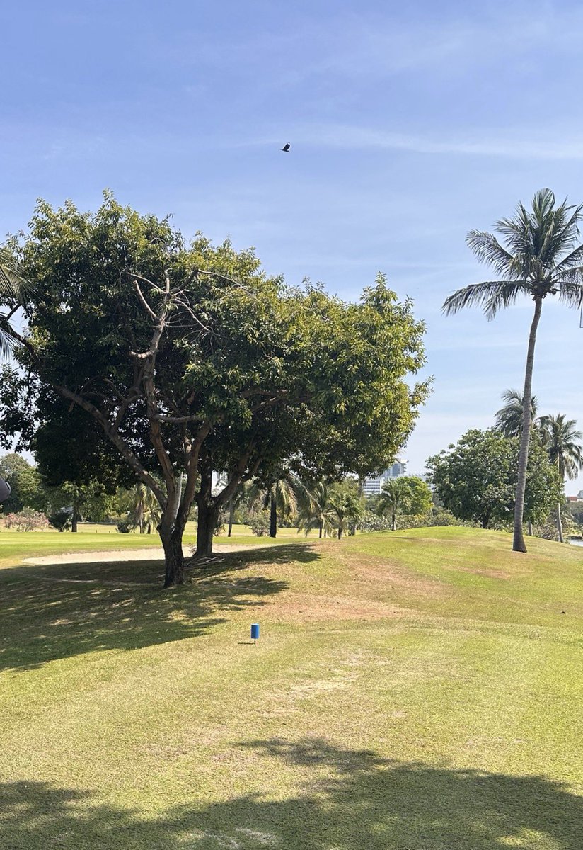 RSUVista's tweet photo. 📷🌞 A professional morning perspective at RSU Vista Golf Course, Thailand captured on Thursday, 29 January 2026.
⛳️⛳️⛳️ Tee Off Reservation &amp; Tournament Booking
☎️ 02-997-8501-6
🆔 @rsuvistagolf https://t.co/dMK8pWmaVf