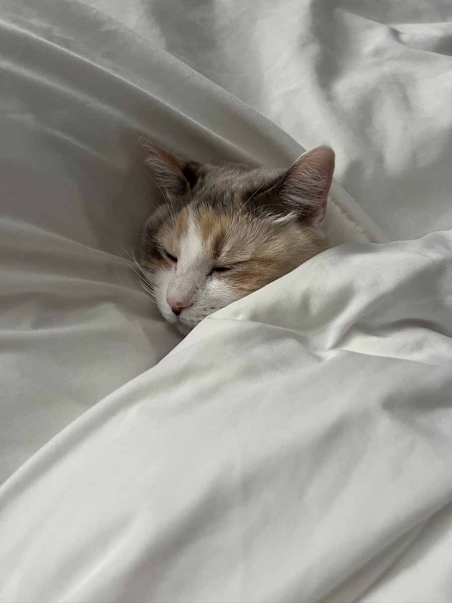 Panko A. Cat’s Mom (@fatfatpankocat) on Twitter photo 