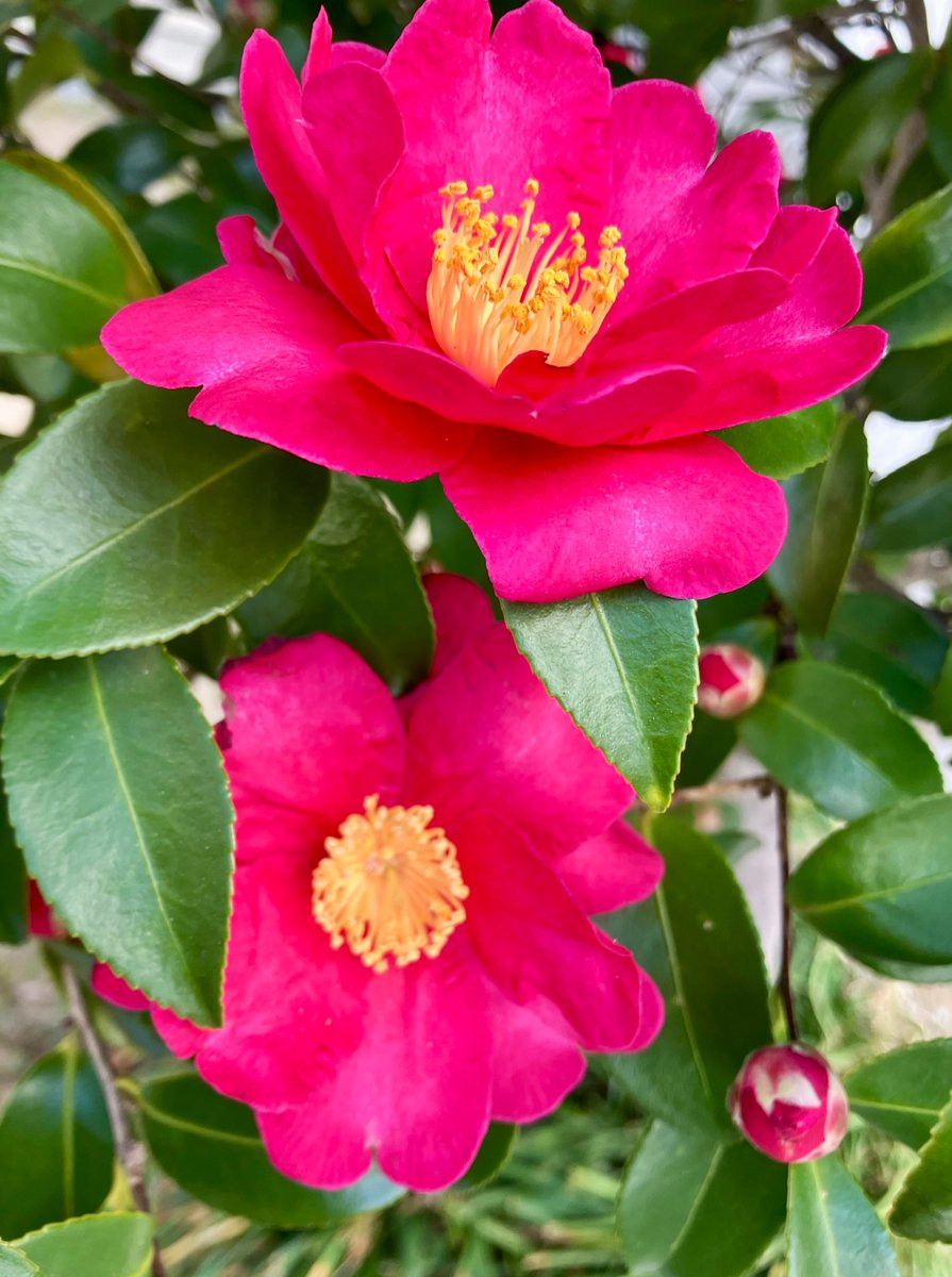 Camellia hiemalis for today💖💖💖
😃😺🌺🌺🌺🌺✨🌞
#Flowers #Camelliahiemalis #Camellia #寒椿 #January2026