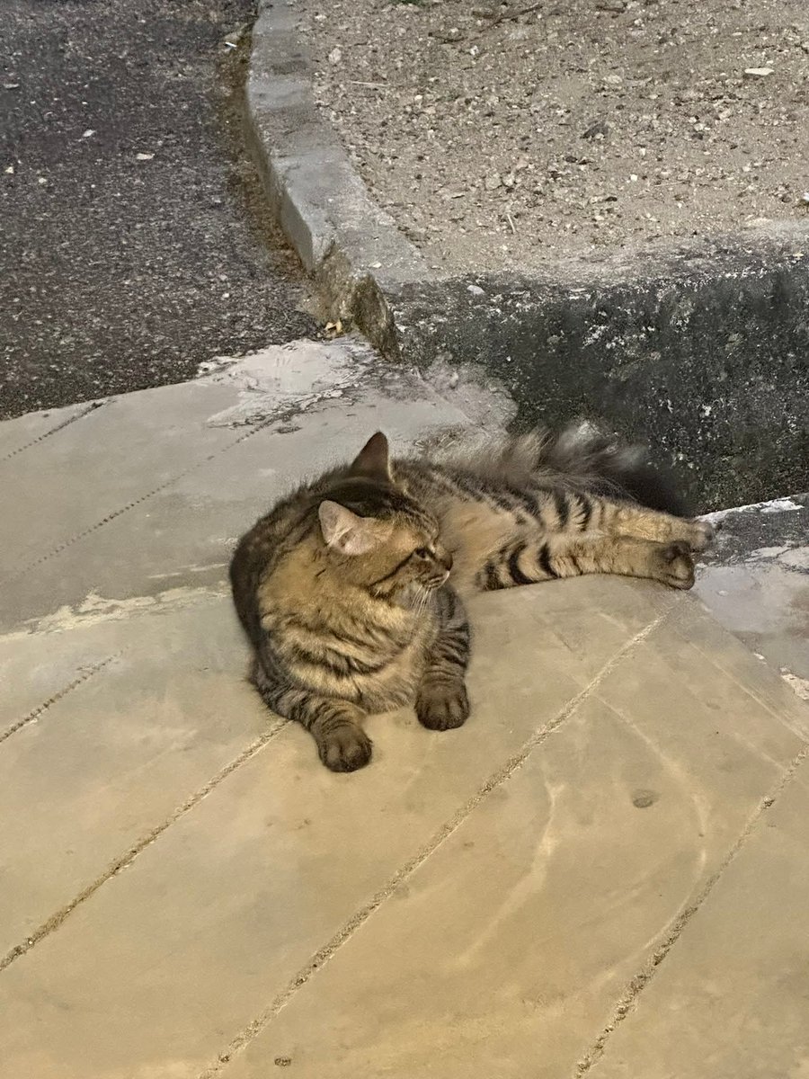 Kucing Terbuang tweet media