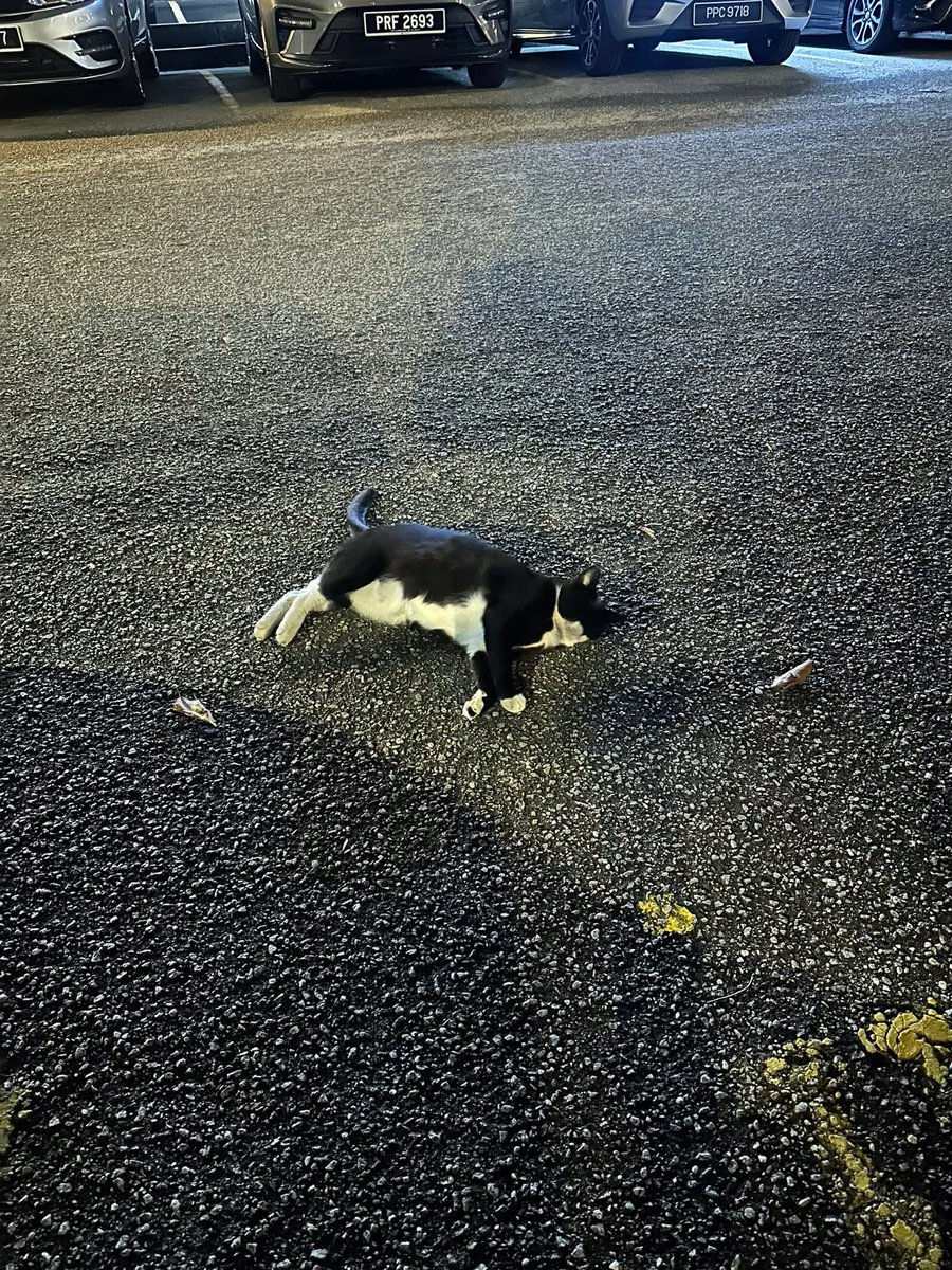 Kucing Terbuang tweet media