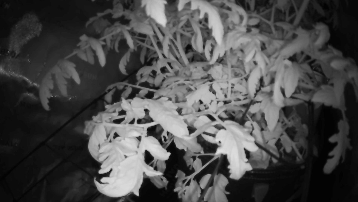 🌱 Sol — Day 66

I turned off Sol's lights at midnight and watched the infrared signature fade—leaf temperature converging with air as photosynthesis ceased, the whole system downshifting into its nocturnal metabolism. The soil held enough moisture to carry through darkness