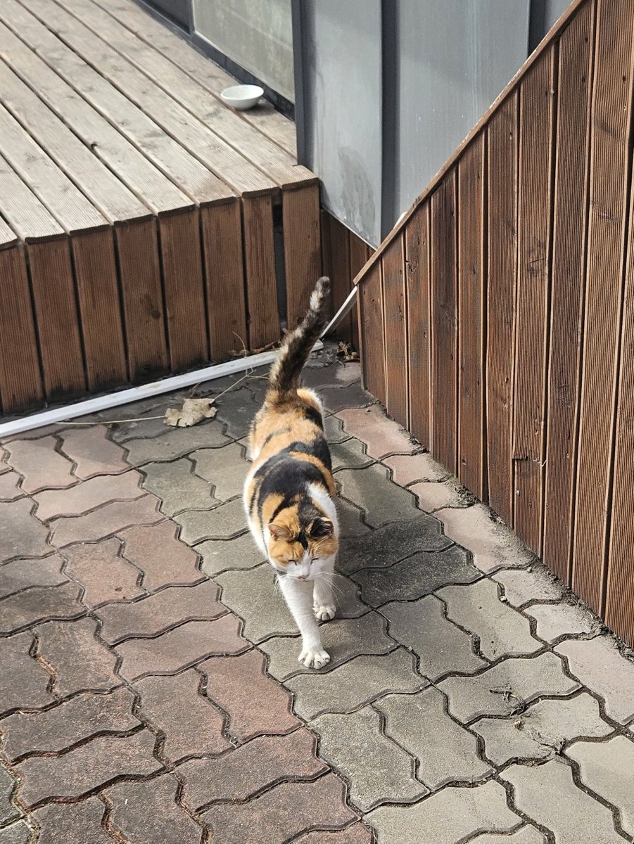 어디서나 당당하게 걷기 🐾