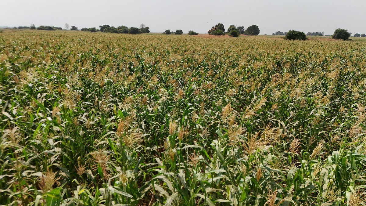 Addisu Arega Kitessa tweet media