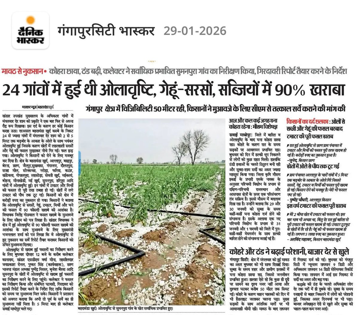 CheshtaE's tweet photo. #Wheat #Sarson https://t.co/JSGVhRINfR
