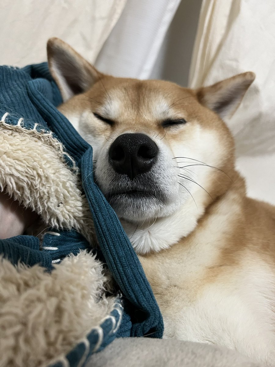 うちのFurboがたまに宏太郎の事ソファのゴロゴロ虫って呼ぶの好きすぎる