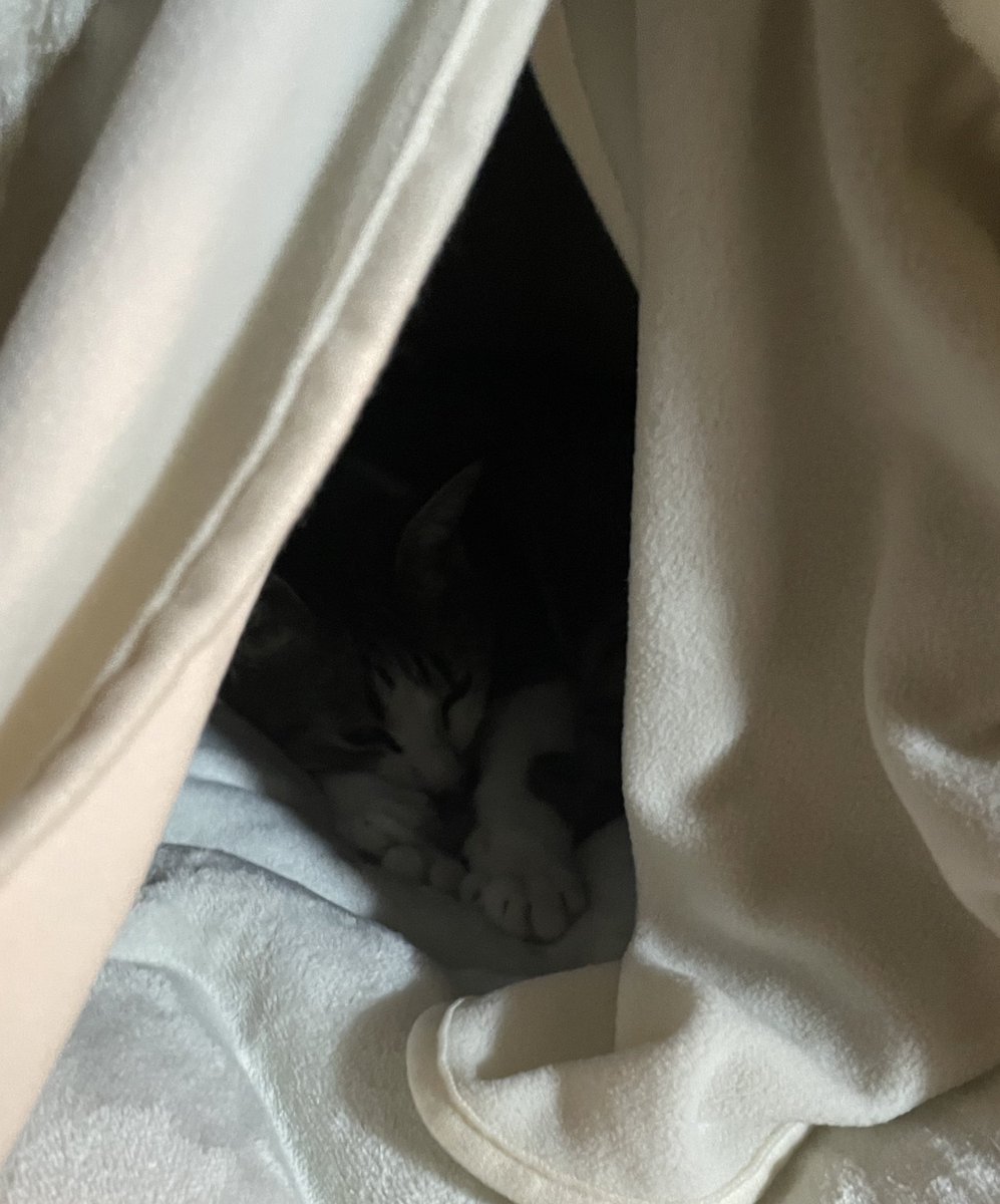 ついにカインズの電気のいらない保温ベッド購入！！
置いた瞬間するするするーって吸い込まれてった。。。
２時間くらい出てこないので見に行ったら爆睡してました
いつも2階で日向ぼっこして寝てて基本いないからこれでリビングにいてくれる？🥺
カインズさんありがとうございます🙇‍♀️