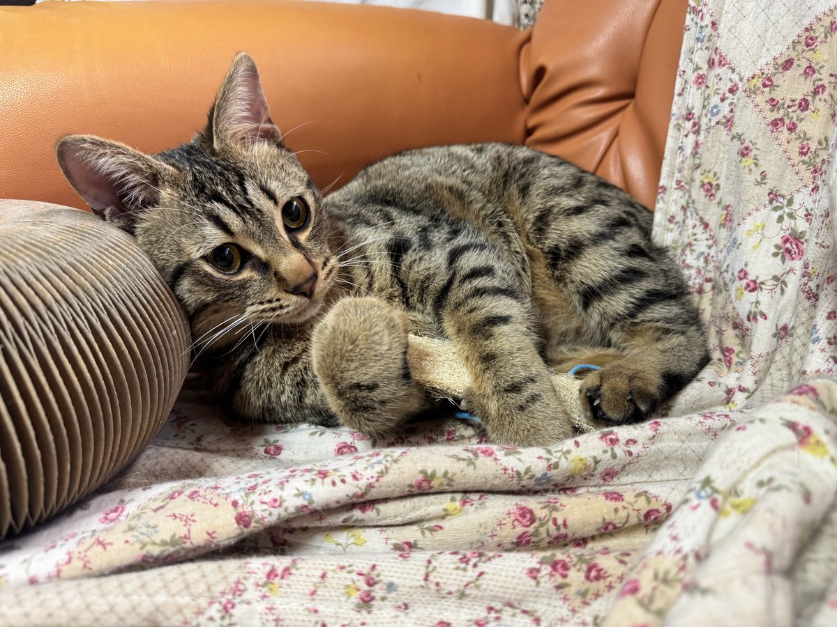 去年４月←
今→ 足蹴りがすごい