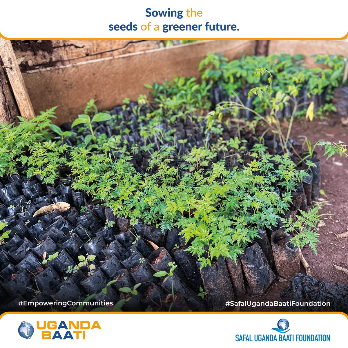 UBLFoundation's tweet photo. From our hub to the community, every seedling our students nurture helps protect forests, improve the air we breathe, and build a stronger future.
#FoundationsForLearning
#EmpoweringCommunities https://t.co/1olRX86Q68