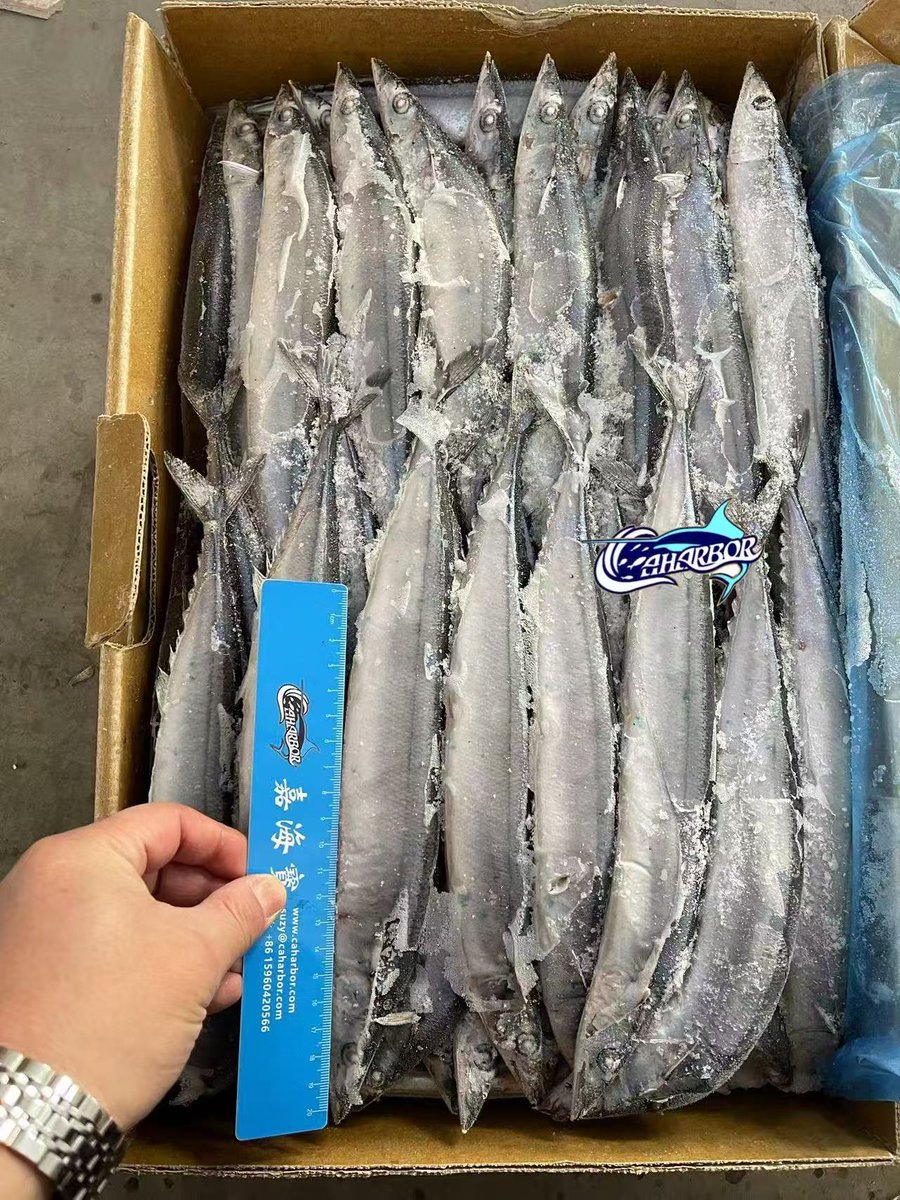 CCaharbor's tweet photo. ✅BQF Frozen Saury
-Size: 1#,2#,3#,4#
🥂Welcome to inquire
-Email: sales03@caharbor.com
-WhatsApp/Wechat: +86 17350998197
#seafood #frozenfish #frozenfood #saury #sanma #pacificsaury #kkongchi #mackerelpike #cololabis #saira https://t.co/ttXltYigWi