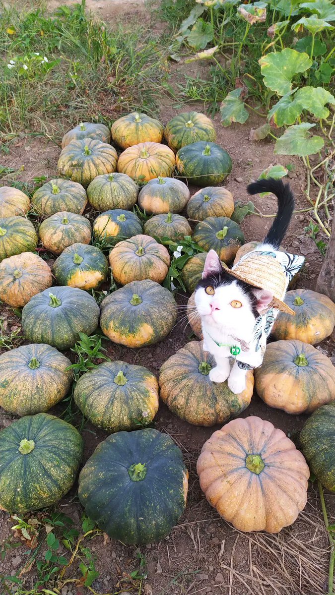 poni_catrik's tweet image. Kehidupan di desa