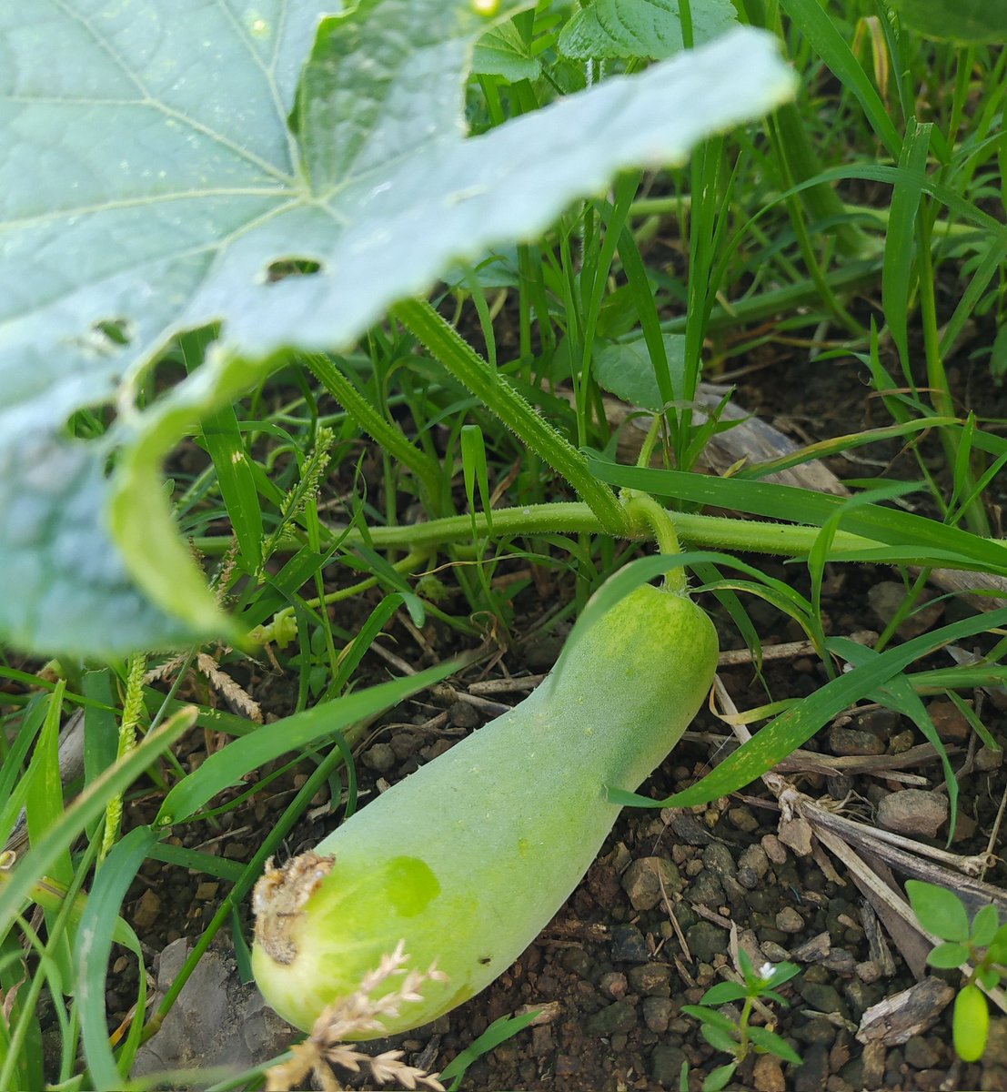 poni_catrik's tweet image. Kehidupan di desa