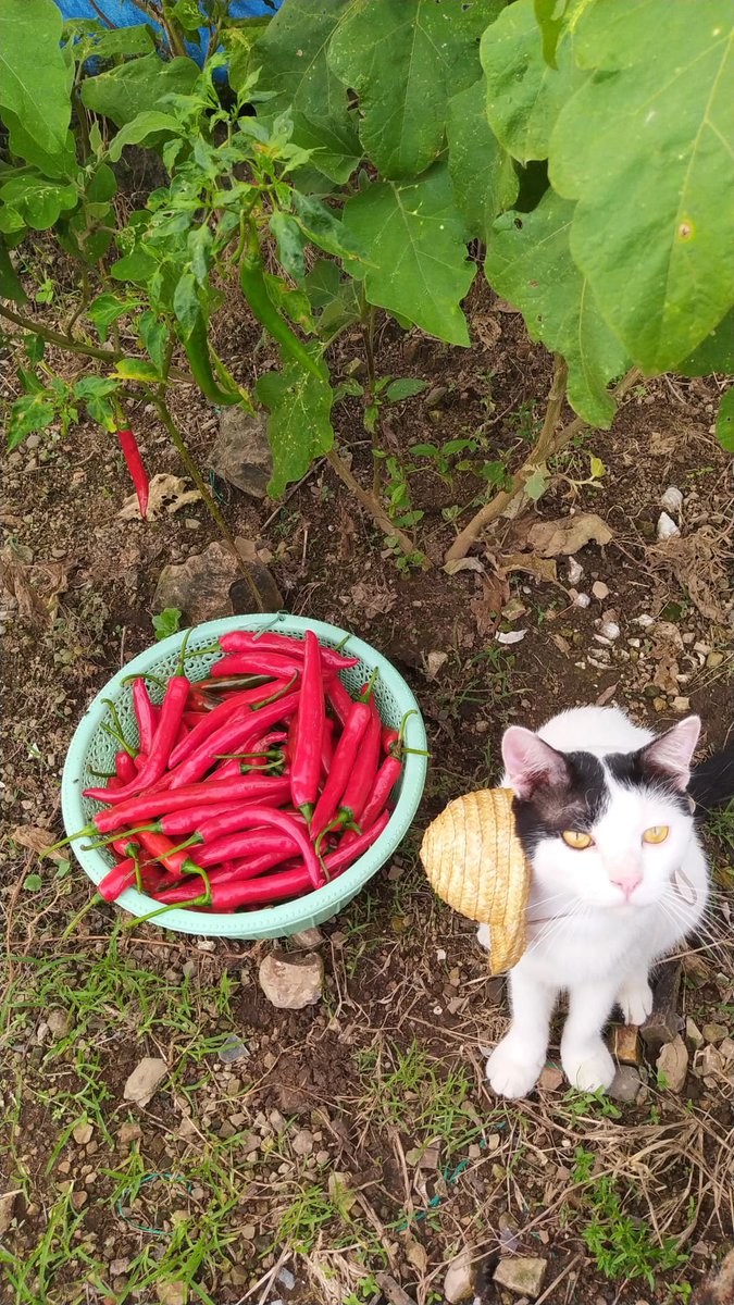 poni_catrik's tweet image. Kehidupan di desa