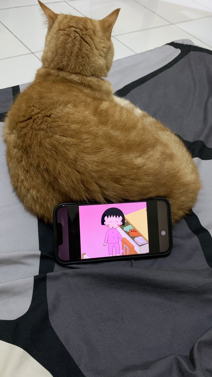 fungsi punya kucing tuh gini lohh☺️