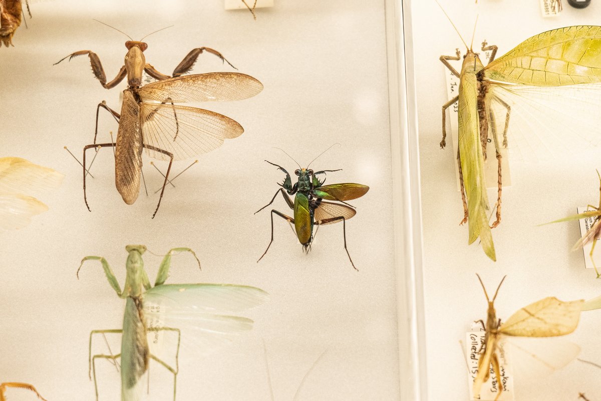 Lee Kong Chian Natural History Museum tweet media