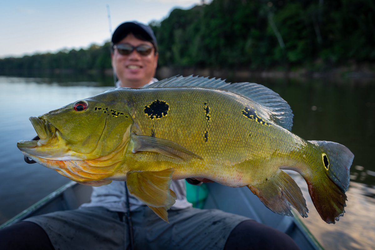 エセキボ川のピーコックバスの一種、カタラクタエ（Cichla cataractae）。
“cataracta”とはラテン語で”急流”の意。
たしかに同じ水系にいるオセラリスとは流れの有無で棲み分けていた。