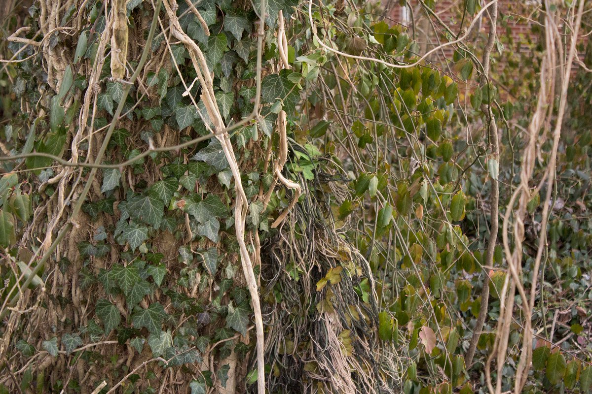 Aldantler ☕ (Open for Grimoire c0mms!) tweet media