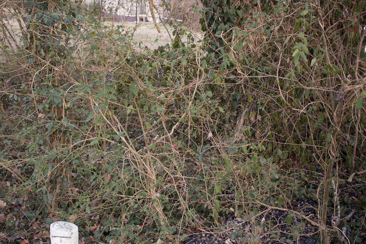 Aldantler ☕ (Open for Grimoire c0mms!) tweet media