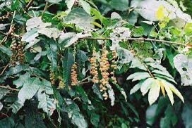 🍀The first plant in Ghana to be discovered to have the potential to treat HIV

🍀Alchornea cordifolia