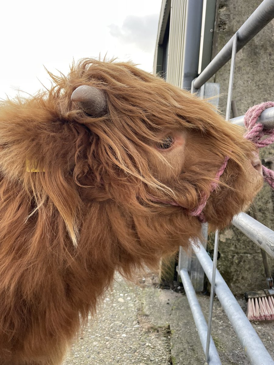 🏴󠁧󠁢󠁳󠁣󠁴󠁿 andrew prentice tweet media