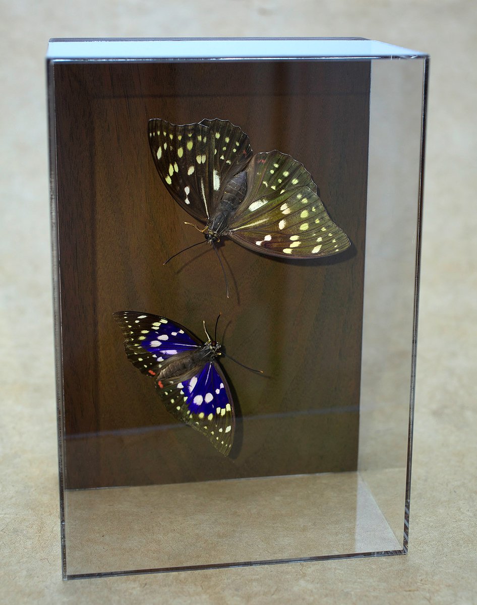 販売終了🦋山﨑 理 (@yamazaki_design) / Posts / X