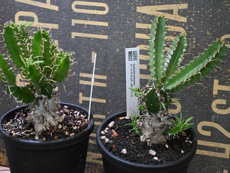 ◇たなか土日祝休様◇専用 ◇たなか土日祝休様◇専用