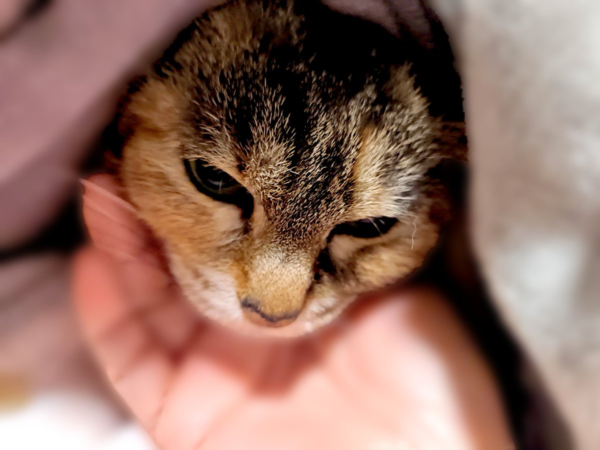 こんばんは〜(*ˊ˘ˋ*)｡♪:*° #猫好きさんと繋がりたい #猫のいる幸せ