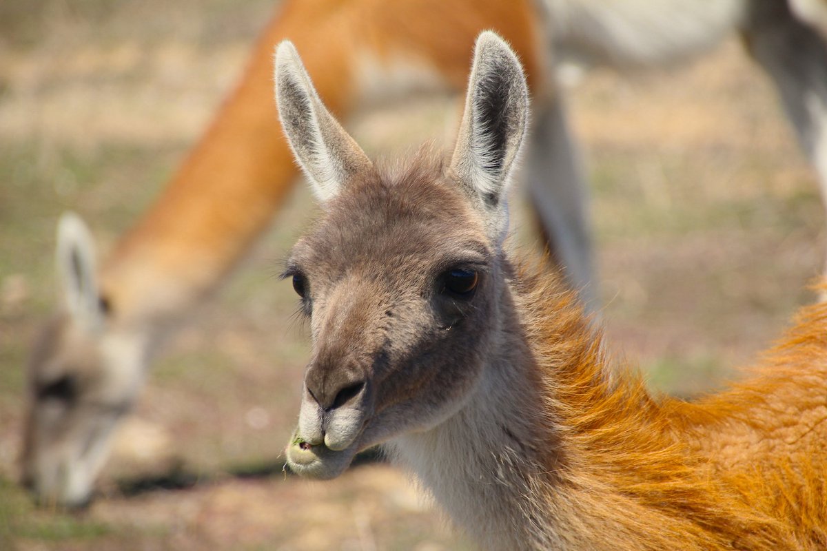 cafmendez's tweet photo. #TaxoJueves de #Camelidae
El guanaco, uno de los tres camélidos sudamericanos. Estos son habitantes de Punta Tombo, Chubut https://t.co/JjhCGI3j36