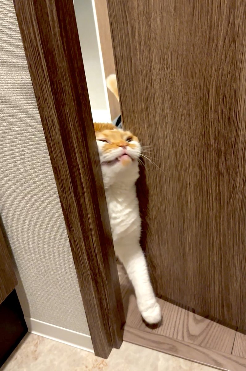 himaritomugi's tweet photo. 大丈夫だよ、むぎ。

トイレ来た��けだよ。
いなくならないよ https://t.co/Le48pNGfy9