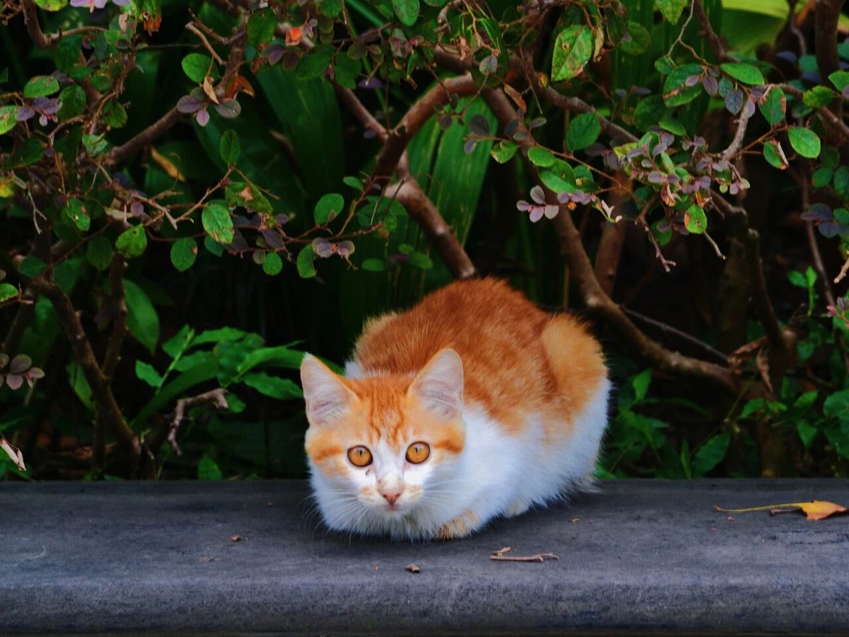 CQMU1956's tweet photo. CAMPUS | While our students master medicine, our campus cats have PhDs in wandering, napping, and observing🐱.
🐈Come meet our cute residents! #CQMU #catlovers #cats https://t.co/cbesLIDzQS