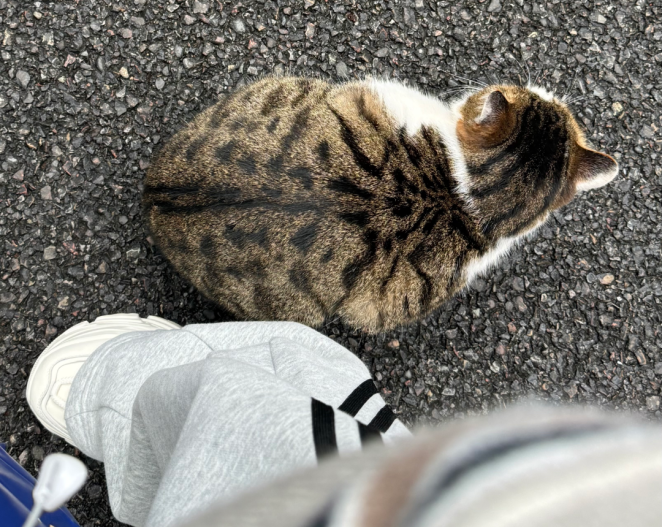 CQMU1956's tweet photo. CAMPUS | While our students master medicine, our campus cats have PhDs in wandering, napping, and observing🐱.
🐈Come meet our cute residents! #CQMU #catlovers #cats https://t.co/cbesLIDzQS