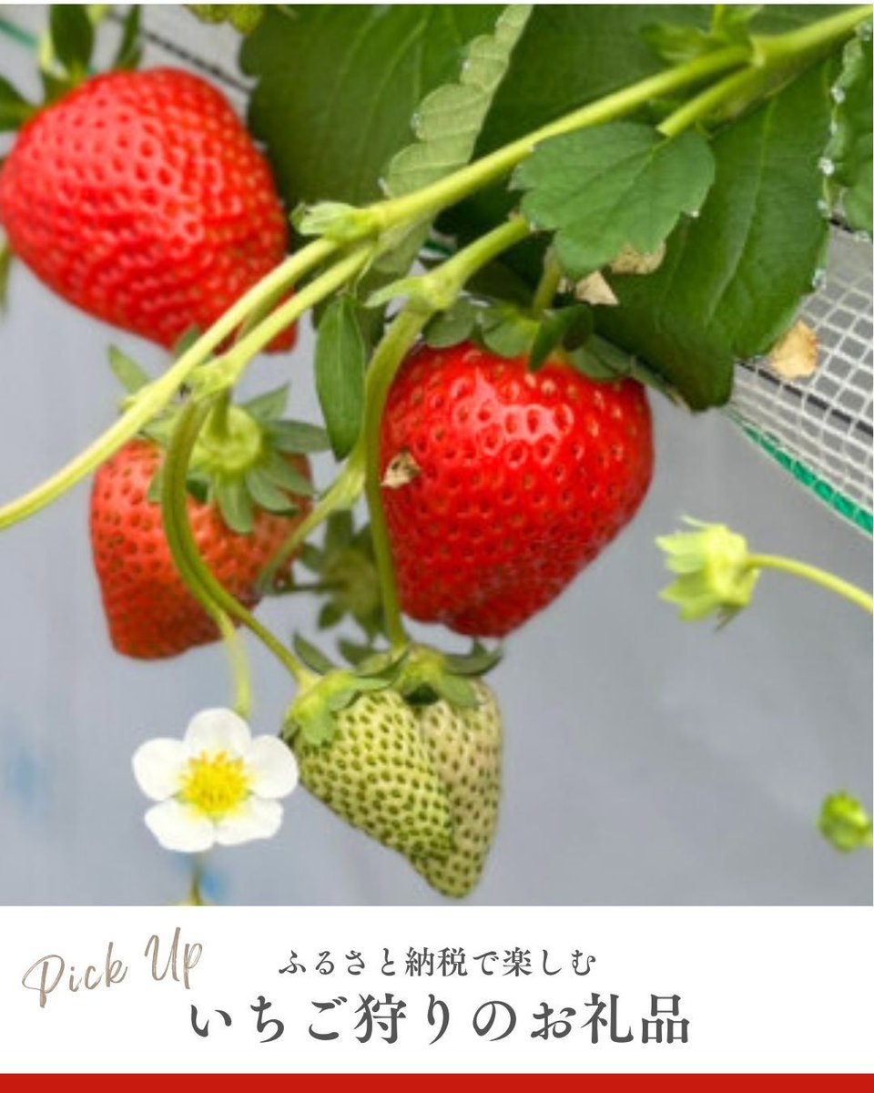 ふるさと納税サイト さとふる (@satofull) / Posts / X