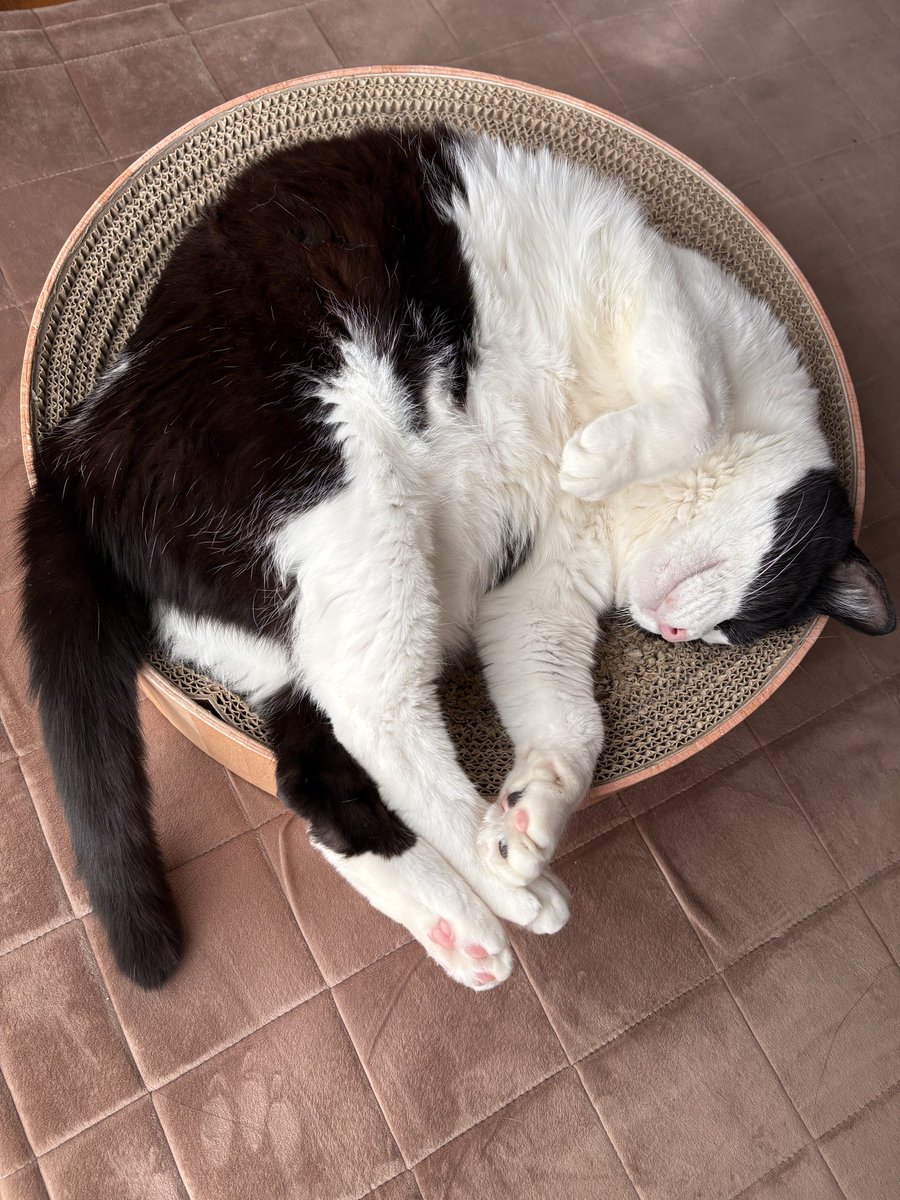 オニャンコポン🐈‍⬛ (@anotokinoneko22) / Posts / X