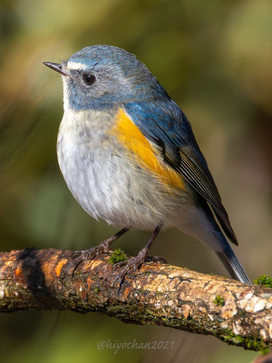 ひよちゃん (@hiyochan2021) / Posts / X