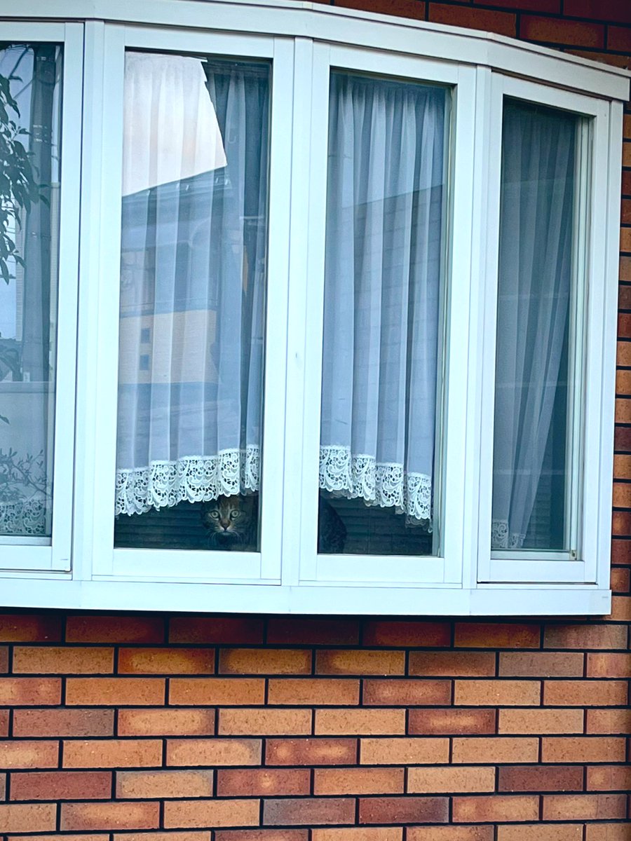 4XGQBO0gUSqvFCW's tweet image. #WindowCat