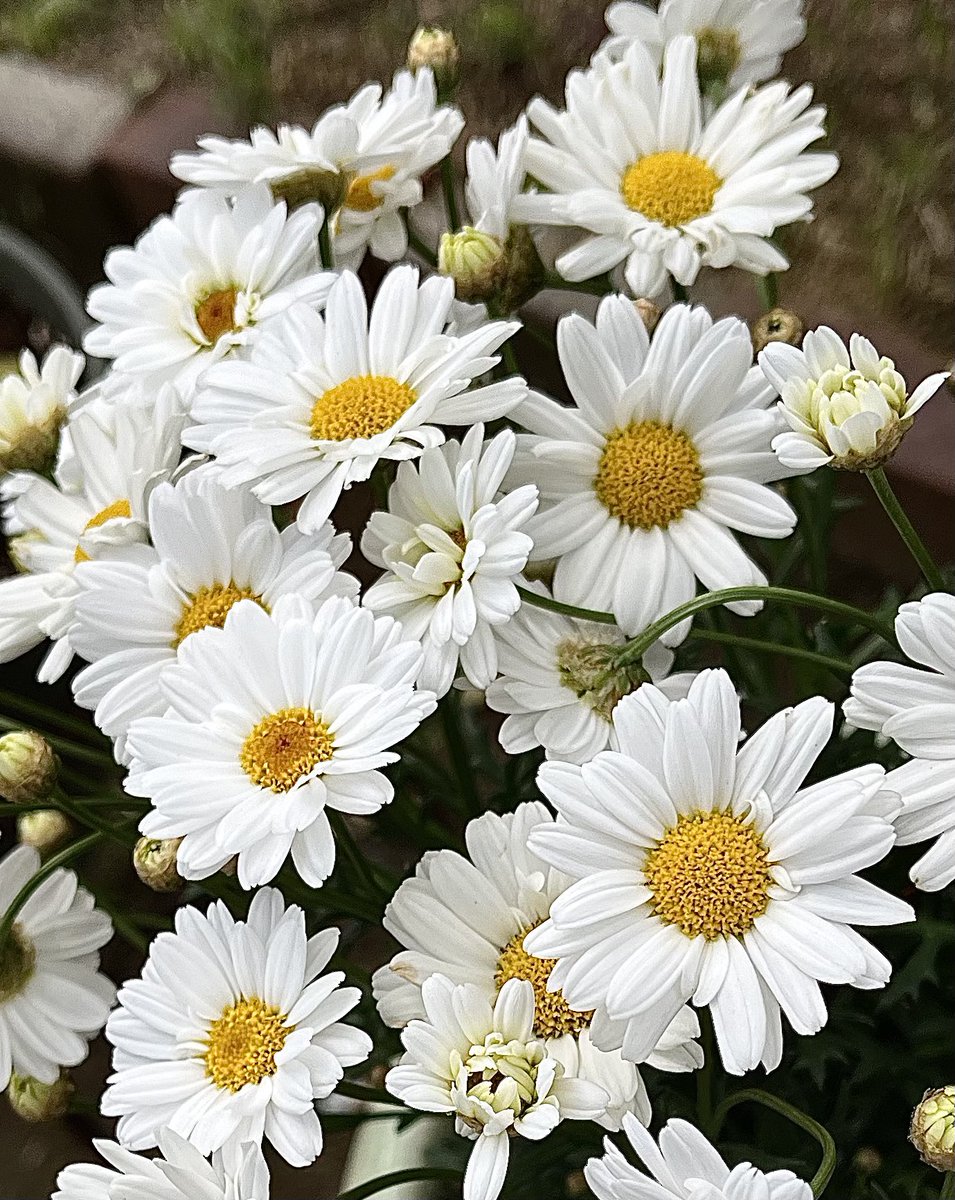 花花様•*¨*•.¸♬︎専用ページ RT @Rw37R: (❀ᴗ͈ˬᴗ͈) ｡ஐஃ㋔㋡㋕㋹㋚㋮｡ஐஃ