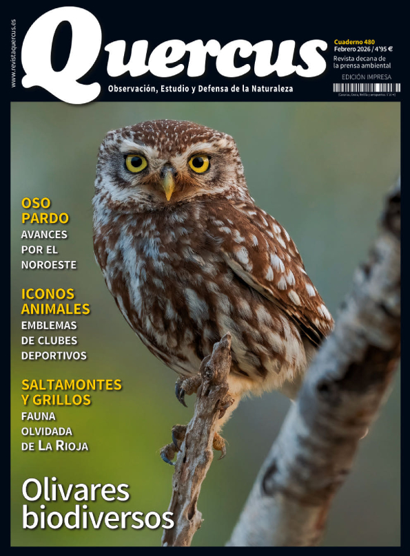 info_llobu's tweet photo. En el número 480 de la revista @RevistaQuercus  (febrero de 2026), publicamos un artículo muy interesante sobre el regreso del oso pardo al noroeste de Zamora, suroeste de León y este de Ourense). https://t.co/tcAvrEzXr9