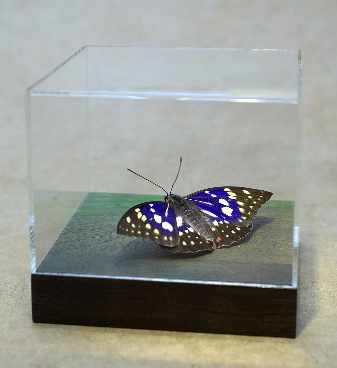 販売終了🦋山﨑 理 (@yamazaki_design) / Posts / X